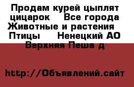 Продам курей цыплят,цицарок. - Все города Животные и растения » Птицы   . Ненецкий АО,Верхняя Пеша д.